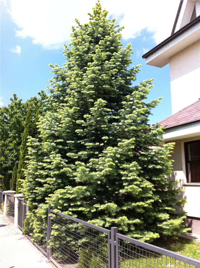 Bor-smreka1